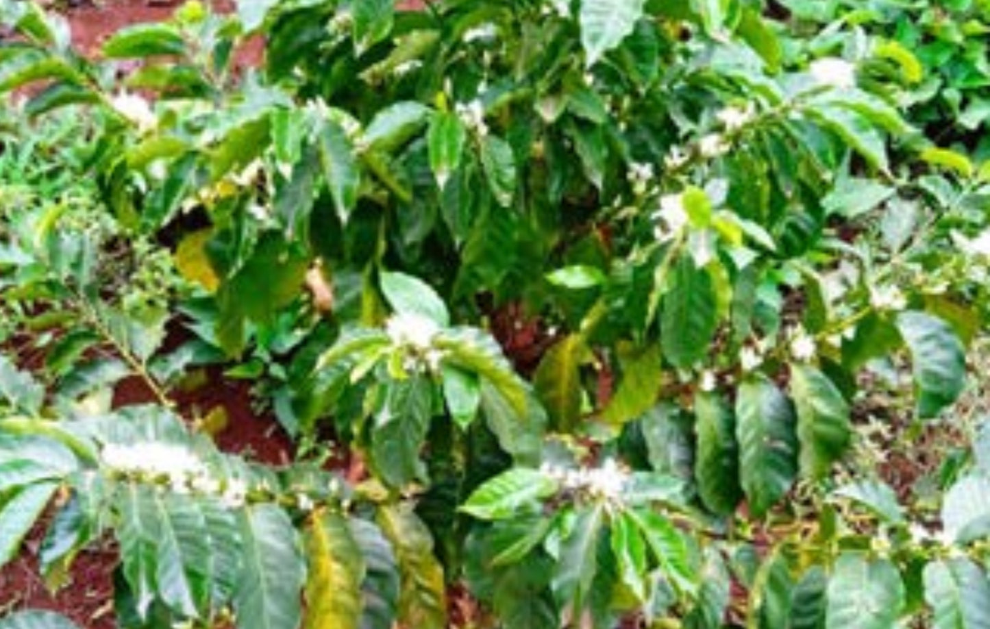 Kenya - Kirimahiga